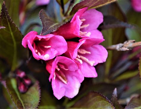 Dark Horse Weigela - Next Generation Landscape Nursery