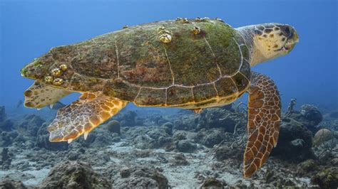 Logger Sea Turtle