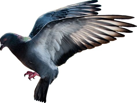 Columbidae, Wildlife, Avifauna, Pigeons, Birds PNG