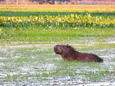 HOTEL FAZENDA BAIA DAS PEDRAS - Hotel Reviews & Photos - Tripadvisor