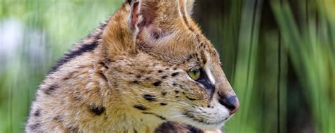 Download wallpaper 2560x1024 serval, wild cat, cat, spots, predator ...