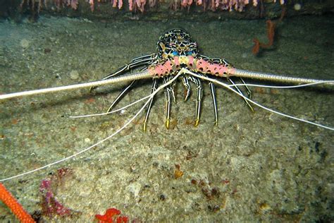 Richelieu Rock Scuba Diving daytrip 2022 - Phuket - Viator