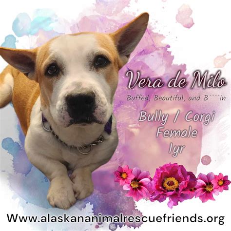 Dog for Adoption - Vera de Milo, a American Pit Bull Terrier in Lakes ...