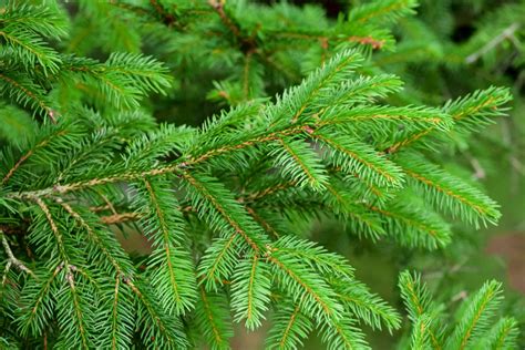 Difference Between Conifers And Evergreens Small Evergreen Shrubs For