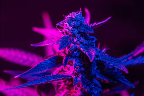 Purple Haze - Information de variété - Cannaconnection.com ...
