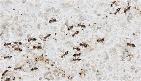 What happend to ants in the winter?
