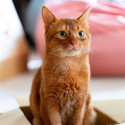 Image result for Cat Affection