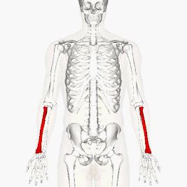 SONU ACADEMY: TEXT: BODY MOVEMENTS (HUMAN SKELETAL SYSTEM) : CLASS-VI CBSE
