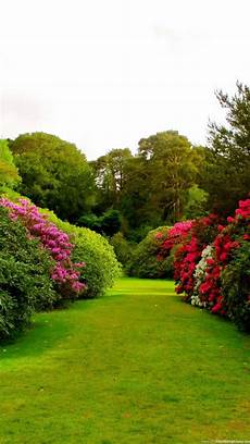 Garden Photo Wallpaper Hd by 1080x1920 Flowers Grass Garden Wallpapers Hd Desktop Garden Photo Wallpaper Hd
