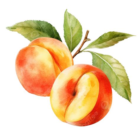 Peaches Watercolor Illustration, Peach, Leaf, Juicy PNG Transparent ...