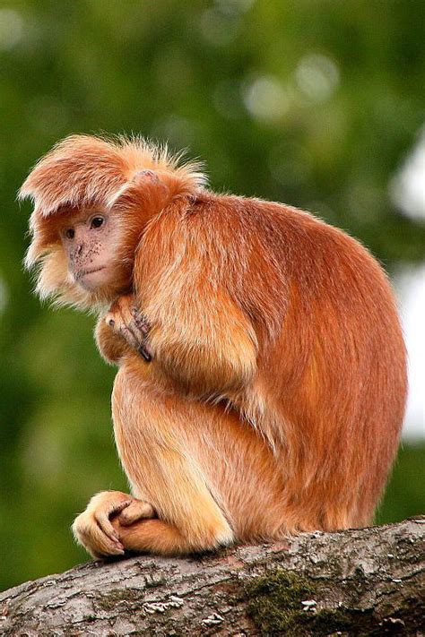 灵长目·疣猴亚科·亚洲叶猴属：爪哇乌叶猴