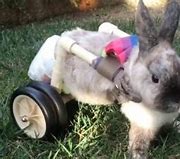 Image result for Injured Wild Baby Rabbit