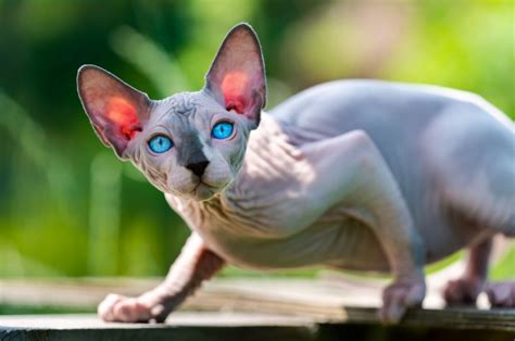 Image result for Order Form HTML Examples
