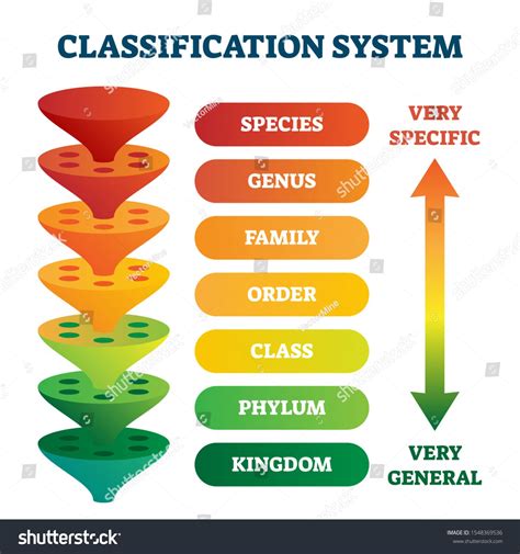 Classification system vector illustration. Labeled taxonomic rank scheme. Educational species ...