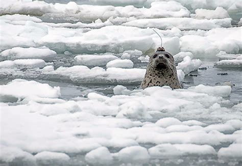 Animal tagging: Increasing use of biologging devices brings new ethical ...