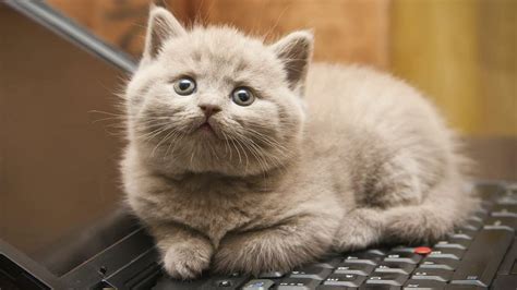 电脑键盘旁的猫儿看着无高清图片下载-正版图片506003976-摄图网