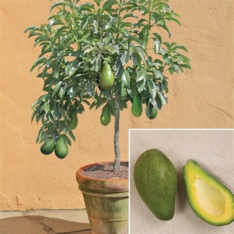 Image result for Small Avocado Tree