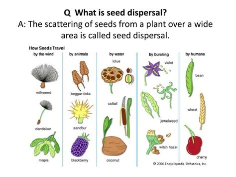 Seed Dispersal Examples 的图像结果