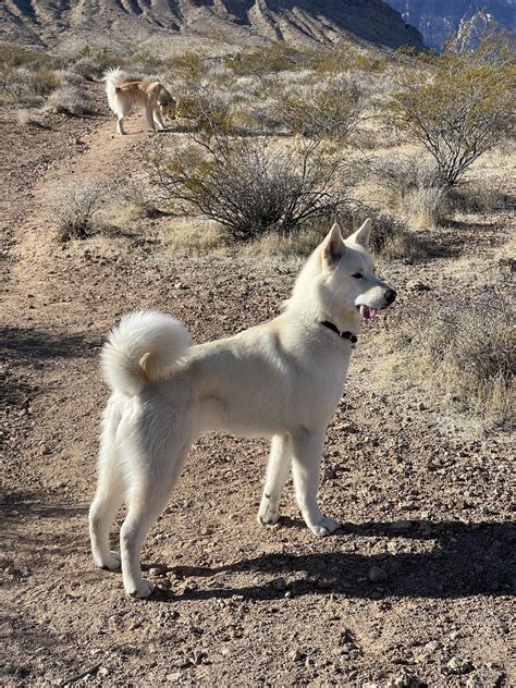 WSAVA Approved Dog Food List : r/DogFood