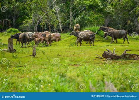 Group of Buffaloes Walikng and Eating Grass in Field Stock Image ...
