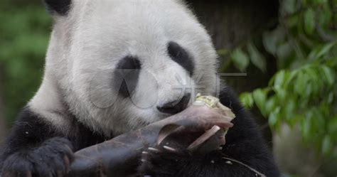 中国旅游的象征吸引力大熊猫吃竹子成都,四川,中国大熊猫中国高清图片下载-正版图片300147317-摄图网
