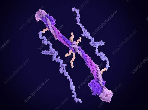 Image result for Fibrinogen Structure Simple