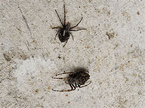 opened the curtain, got covered in dead spiders?!? More in comments ...