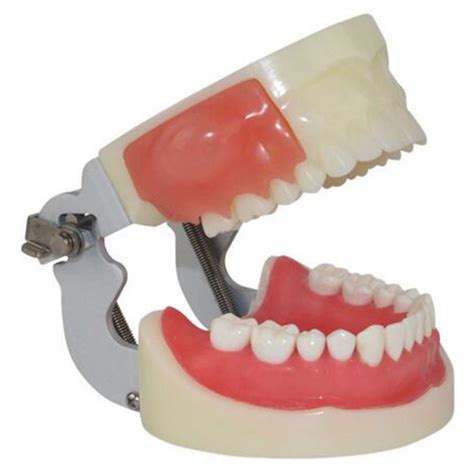 Oral Dental Model Medical Equipment Alveolar Abscess Incision And ...