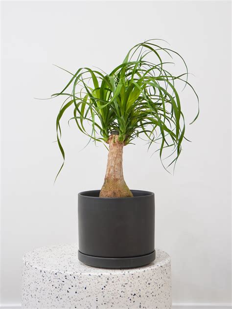 Ponytail Palm Plants Toronto Indoor Plant Ponytail Palm (3637)
