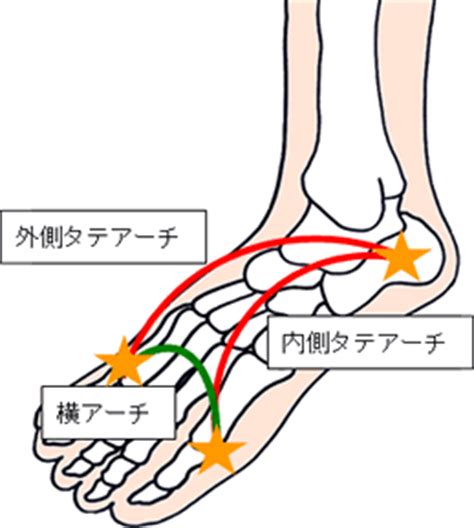 足裏アーチ に対する画像結果