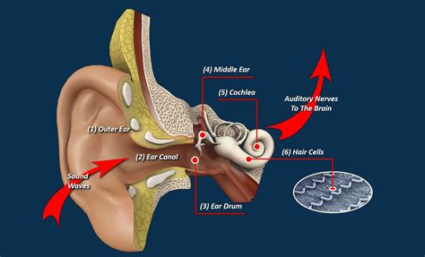 Hearing Loss In Bend, OR & Redmond, OR | Learn More Here