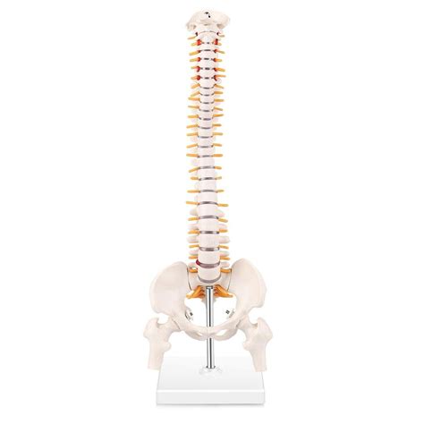 Buy LYOU Miniature Spine Anatomy Model, 15.5" Mini Vertebral Column ...
