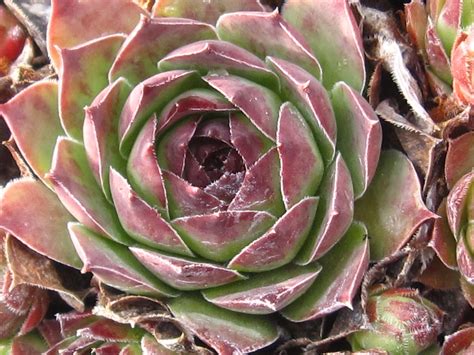 Hens and Chicks Succulent Plant