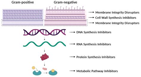 One Earth: The Equilibrium between the Human and the Bacterial Worlds