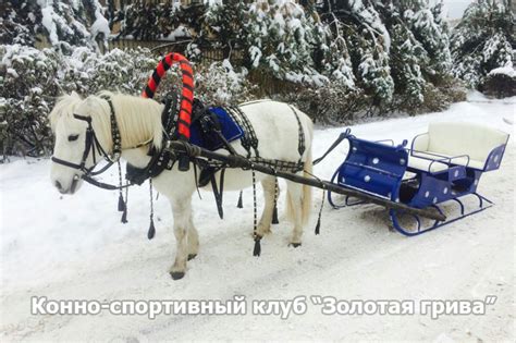 Катание на санях, аренда саней - конно-спортивный клуб ЗОЛОТАЯ ГРИВА ...