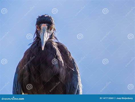 White Bellied Stork Winking Its Eye, Scary Looking Bird, Tropical ...