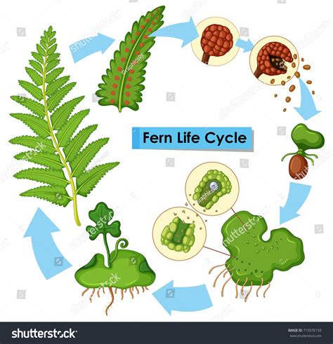 Diagram Showing Fern Life Cycle Illustration: Vector có sẵn (miễn phí ...