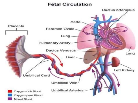 Bildergebnis für umbilical cord blood flow problems