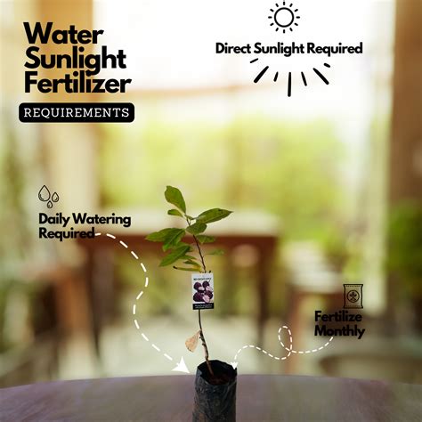 Red Custard Apple / Seethapazham (Grafted) (Annona reticulata) Fruit L ...