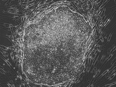 Image result for Random Shape and Fill Color in Python