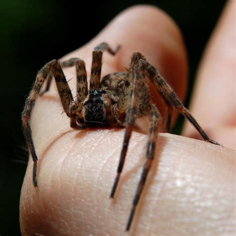 Can Cats Kill Wolf Spiders at Victoria Jenkins blog