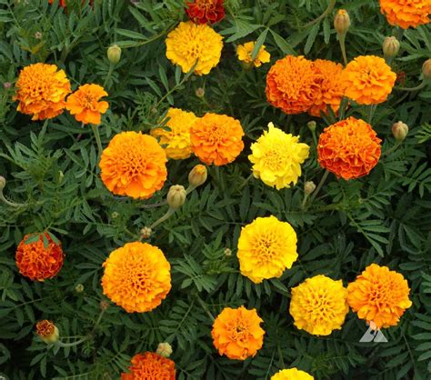 French Marigold Petite Mix (Tagetes patula) | Applewood Seed Company