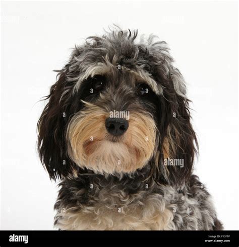 Dachshund Poodle Mix