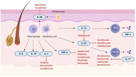 New Insight into the Molecular Pathomechanism and Immunomodulatory Treatments of Hidradenitis ...