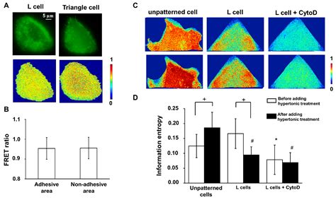 Visualization of Cell Membrane Tension Regulated by the Microfilaments ...