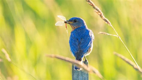 Why Birds Are Important To The Environment at Jake Spragg blog