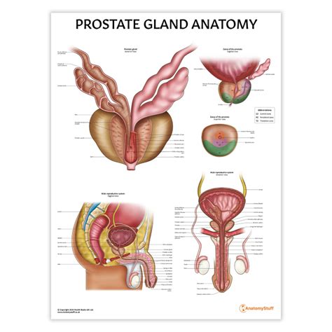 Prostate Anatomy Poster | Male Reproduction Chart - AnatomyStuff