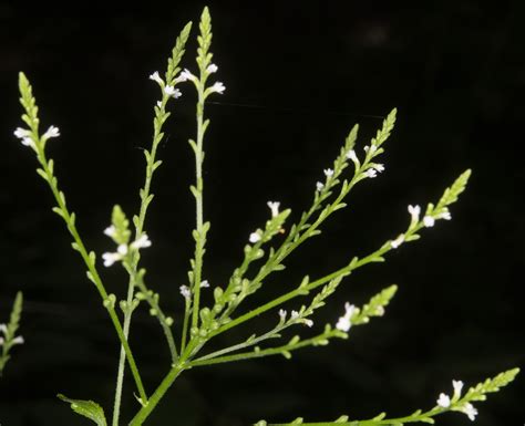 Verbena urticifolia (White vervain)