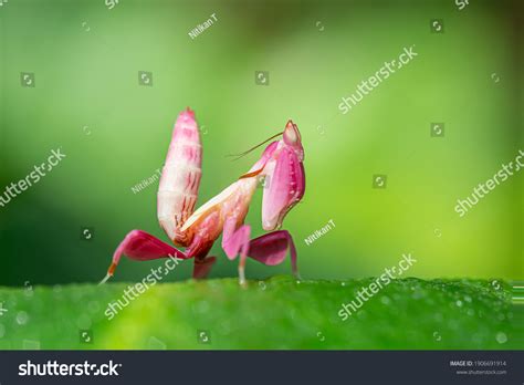 Pink Orchid Praying Mantis