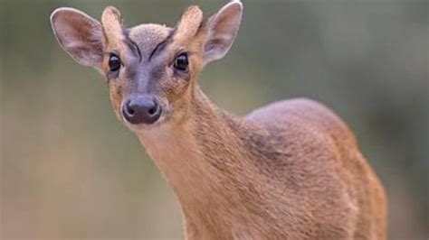 Rare New Animal Found in Cambodia’s Remote Mountains